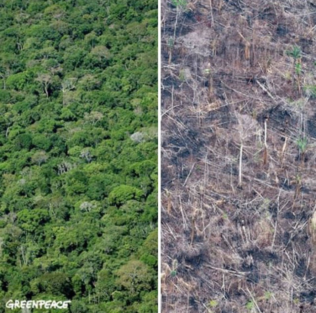 Фотографии от экологических организаций мира в стиле 10YearChallenge
