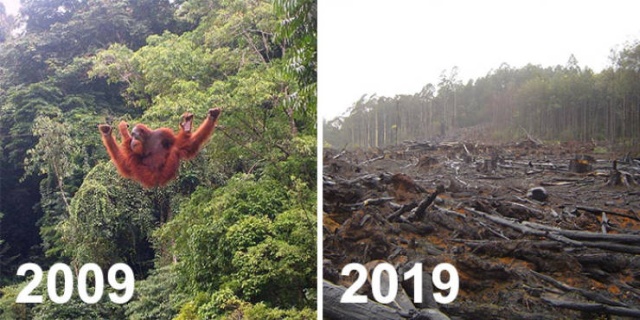 Фотографии от экологических организаций мира в стиле 10YearChallenge