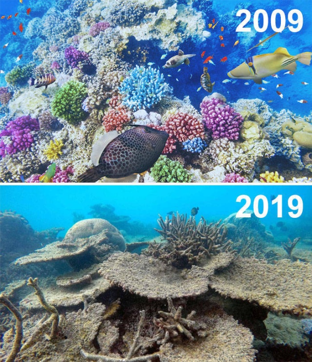 Фотографии от экологических организаций мира в стиле 10YearChallenge