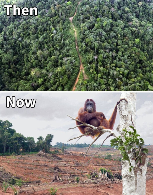 Фотографии от экологических организаций мира в стиле 10YearChallenge