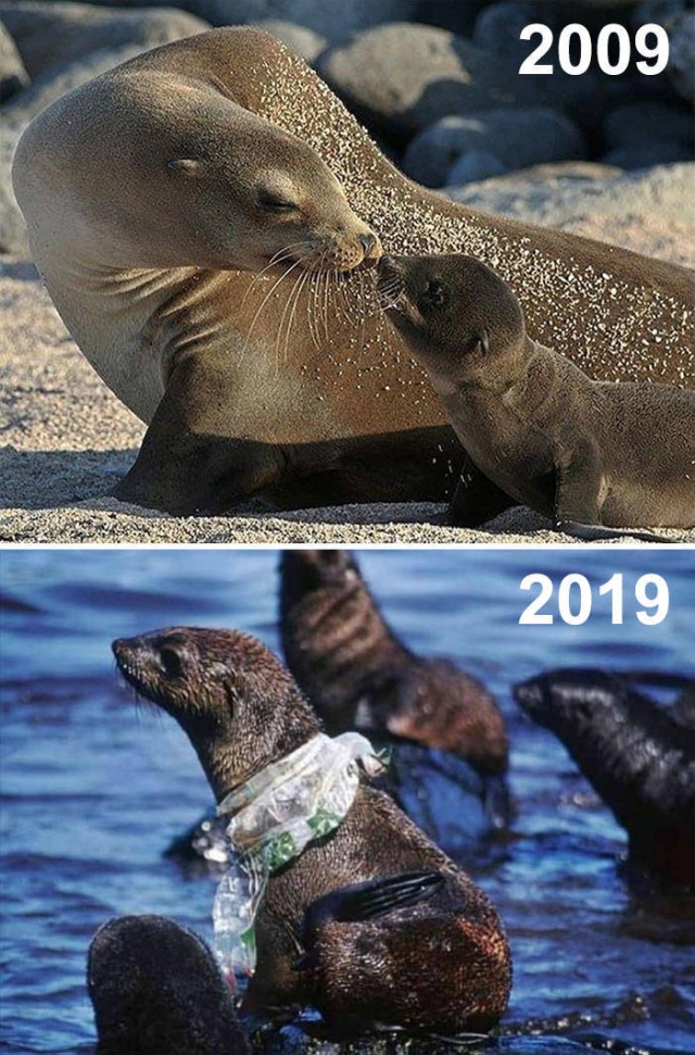 Фотографии от экологических организаций мира в стиле 10YearChallenge