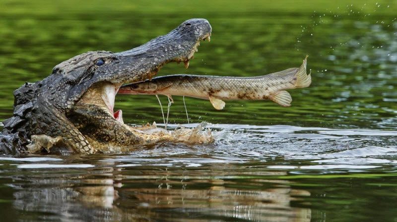 Забавные кадры, сделанные в нужный момент