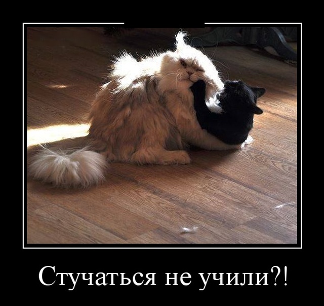 Демотиваторы