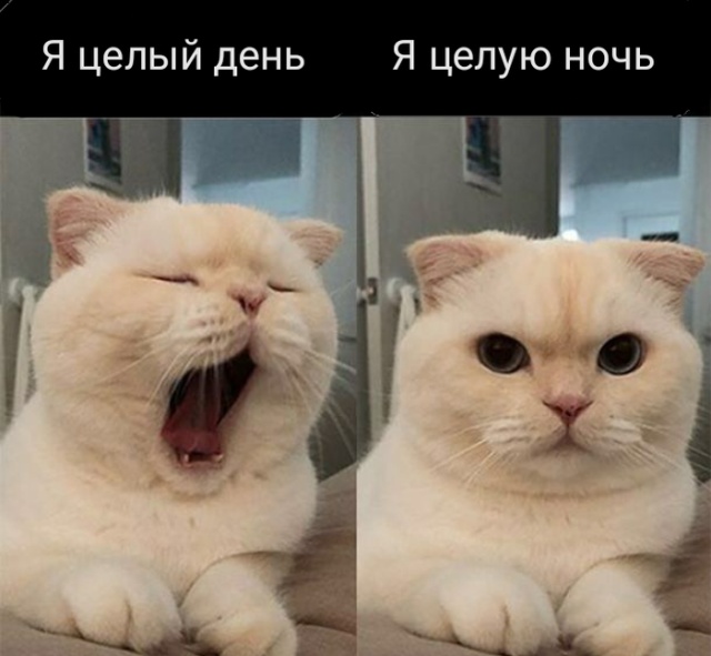 Прикольные картинки