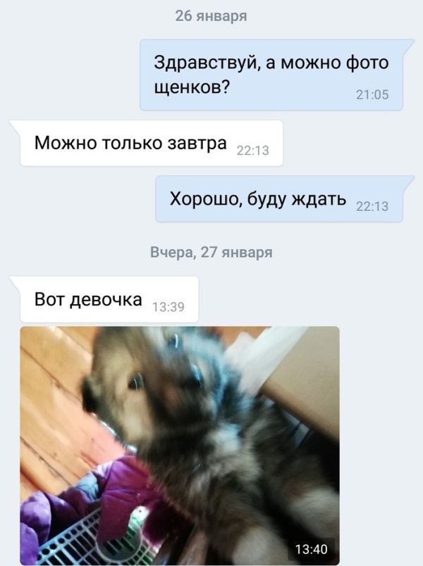 Как подрастающий бизнесмен продавал щенков