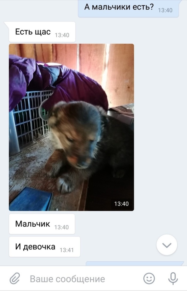 Как подрастающий бизнесмен продавал щенков