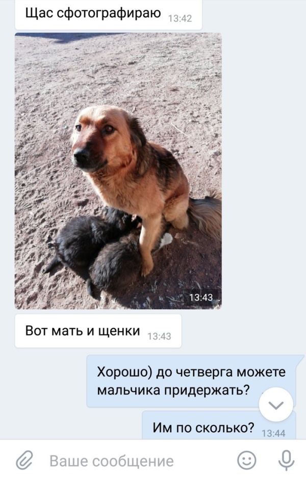Как подрастающий бизнесмен продавал щенков