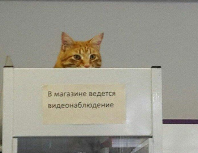 Прикольные картинки