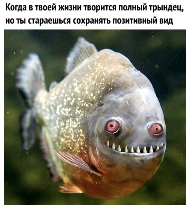 Юмор и шутки без смысловой нагрузки