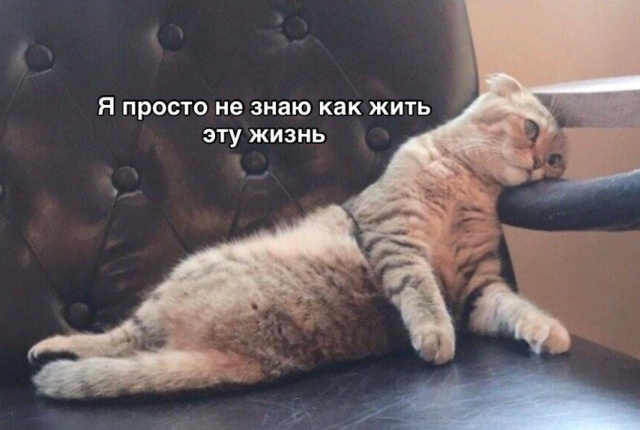 Прикольные картинки
