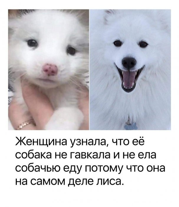 Забавные картинки