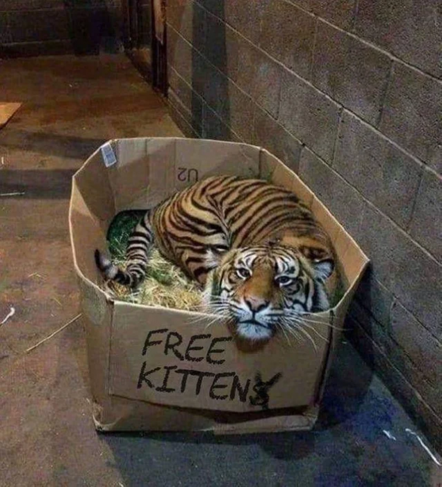 Забавные картинки