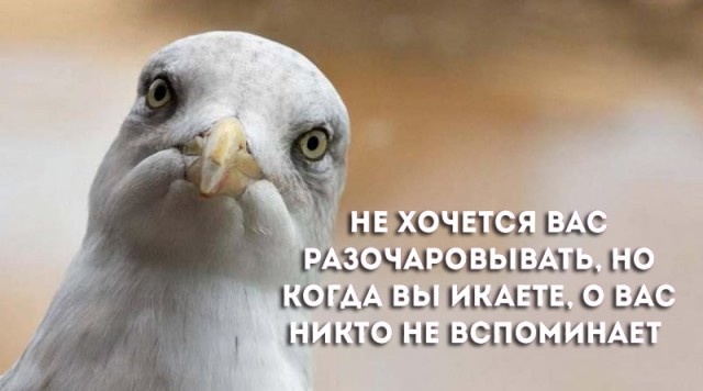 Глупости и различные высказывания из социальных сетей