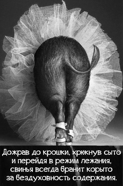 Глупости и различные высказывания из социальных сетей