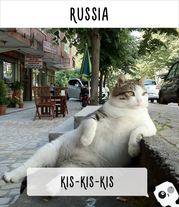 Как в разных странах мира зовут кошек