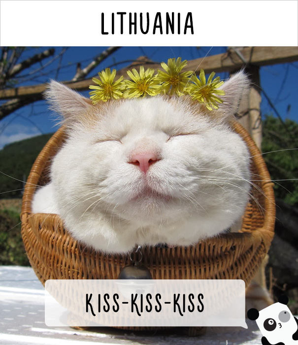 Как в разных странах мира зовут кошек