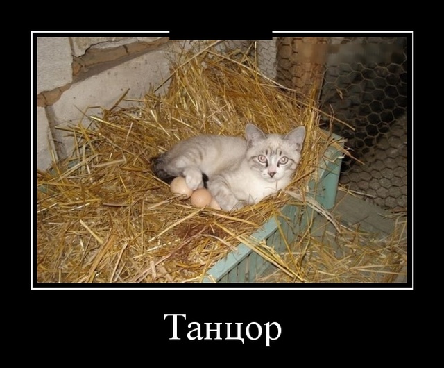 Демотиваторы