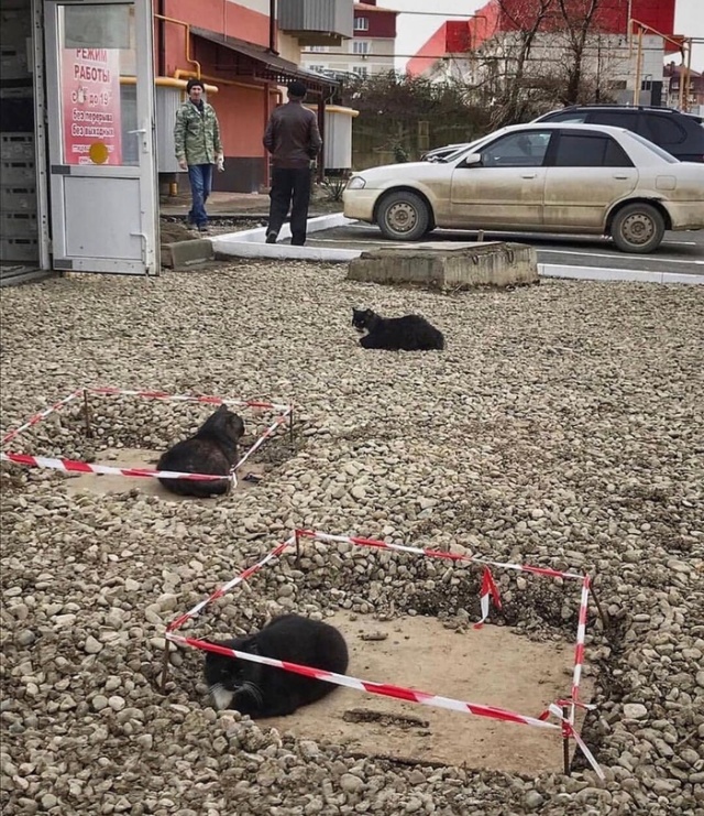 Прикольные картинки