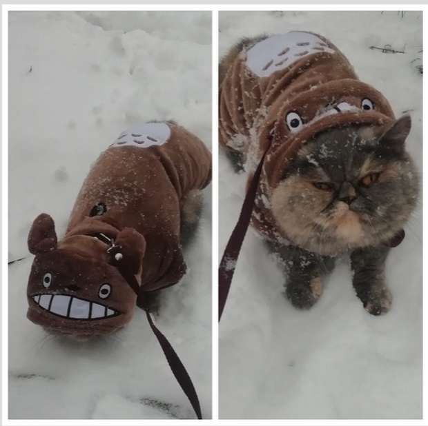 Прикольные картинки