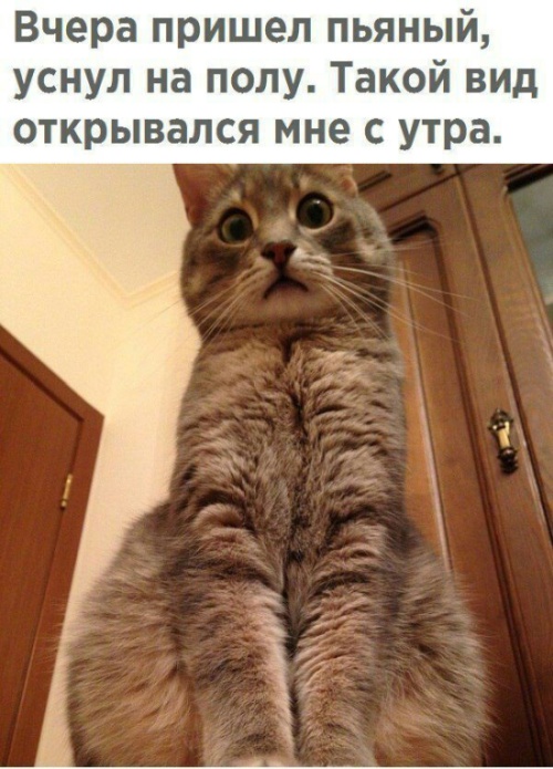 Прикольные картинки
