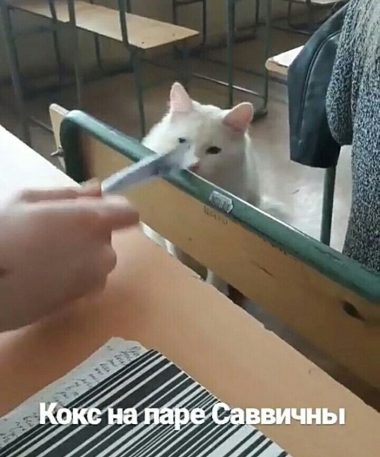 Креативный способ выпросить зачёт у преподавателя