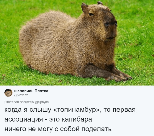 Пользователи сети рассказали о словах, которые они постоянно путают