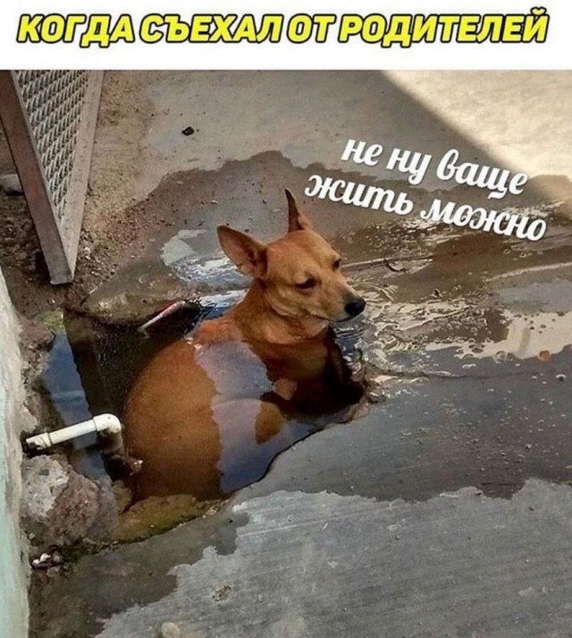Юмор и шутки с просторов сети
