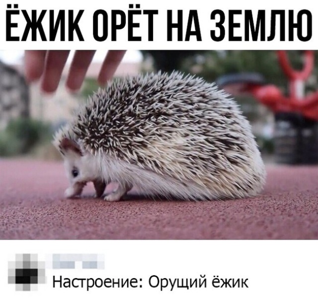 Прикольные картинки