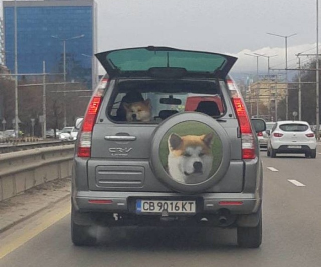 Прикольные картинки