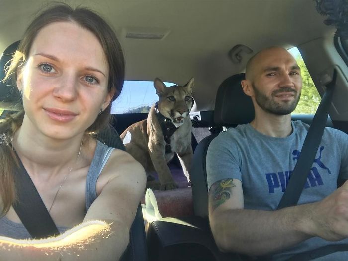 Пара из Пензы держит в однушке пуму