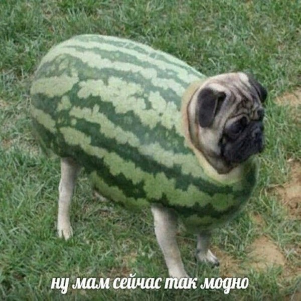 Простой юмор и шутки с просторов сети
