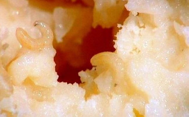 Блюда с живыми животными