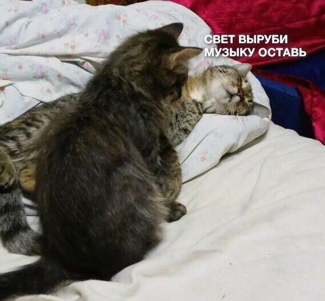 Прикольные картинки