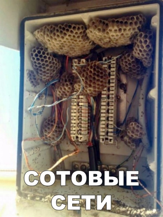 Шутки и юмор с просторов социальных сетей