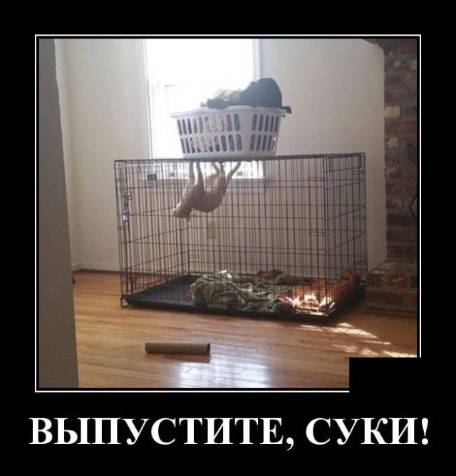 Демотиваторы