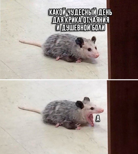 Прикольные картинки