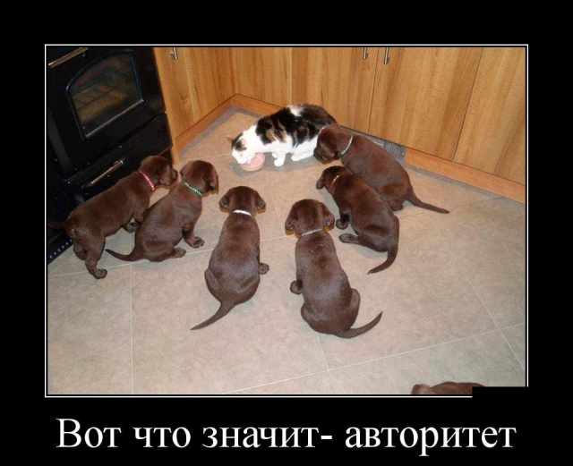 Демотиваторы