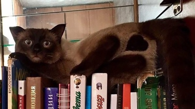 Юмор и шутки ко Дню святого Валентина