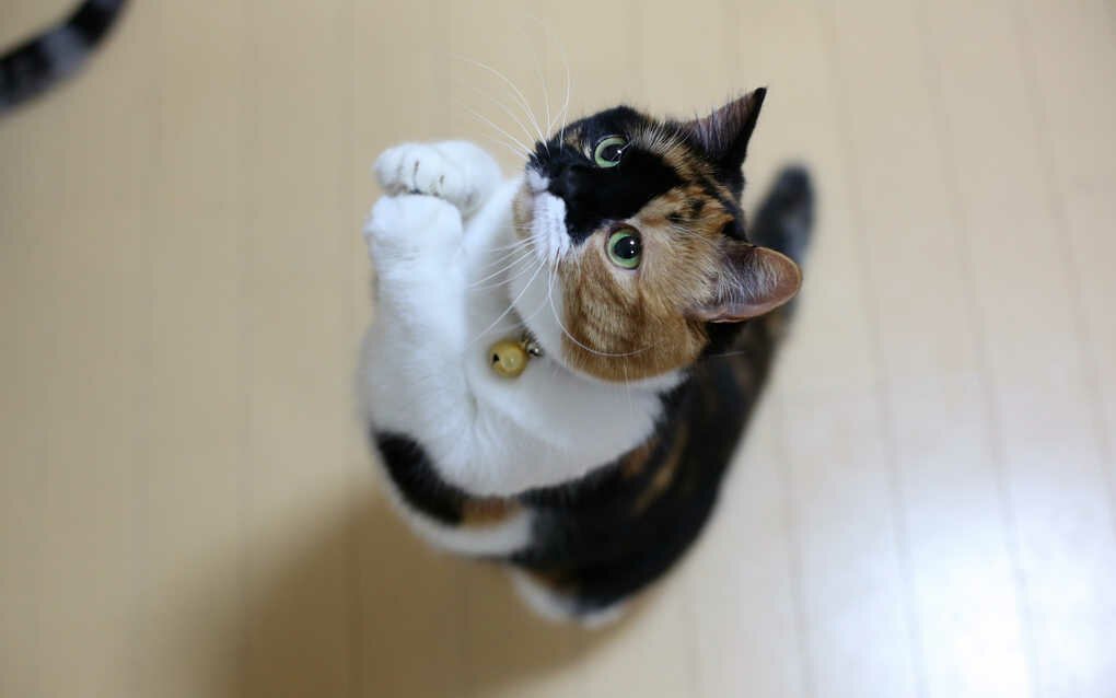 Привычки кошек, которые мы воспитываем сами