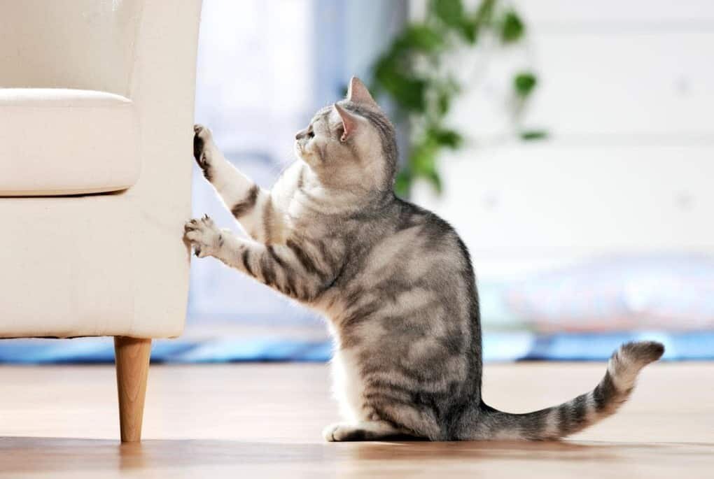 Привычки кошек, которые мы воспитываем сами