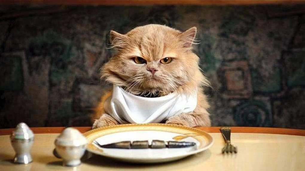 Привычки кошек, которые мы воспитываем сами