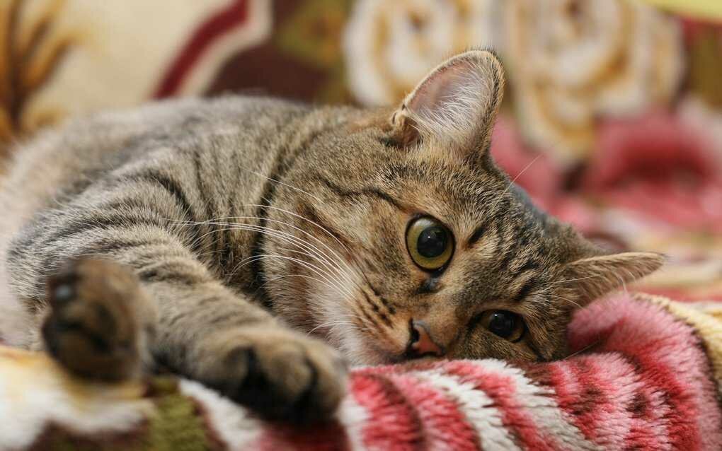 Привычки кошек, которые мы воспитываем сами