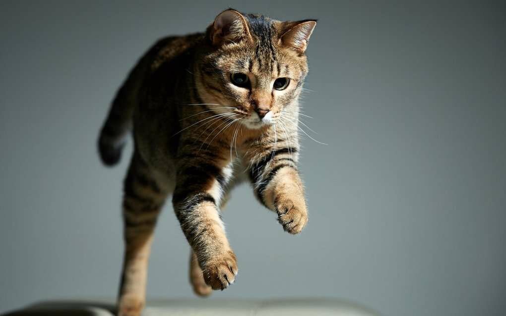 Привычки кошек, которые мы воспитываем сами