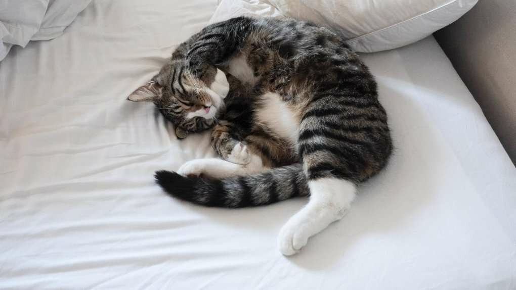 Привычки кошек, которые мы воспитываем сами