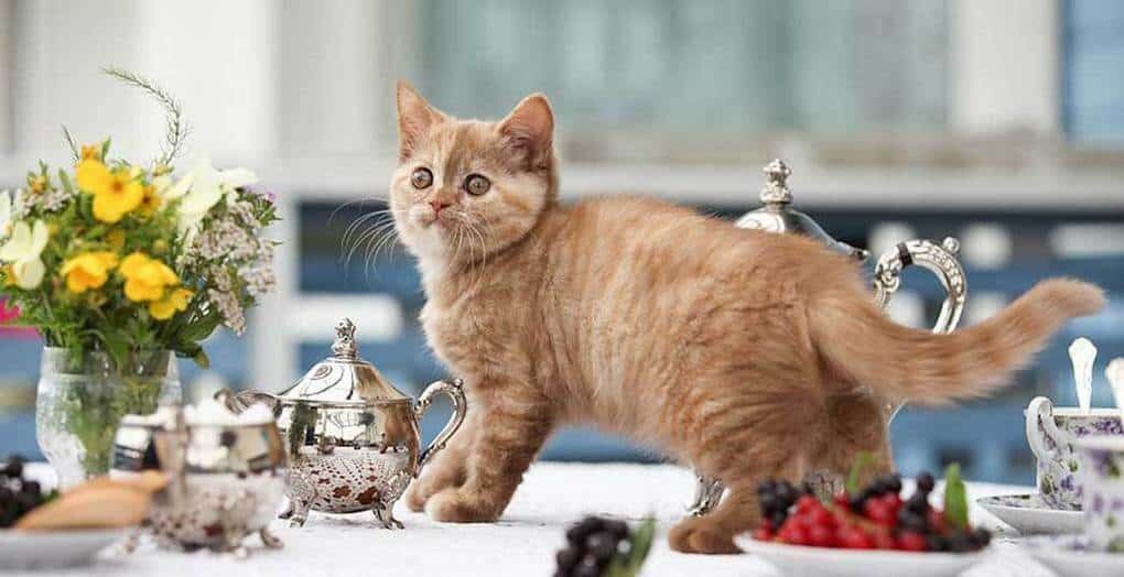 Привычки кошек, которые мы воспитываем сами