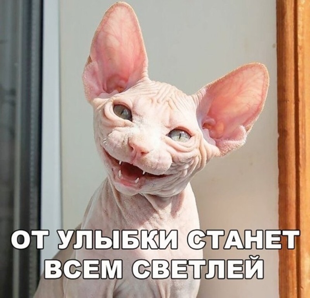 Юмор и шутки без смысловой нагрузки