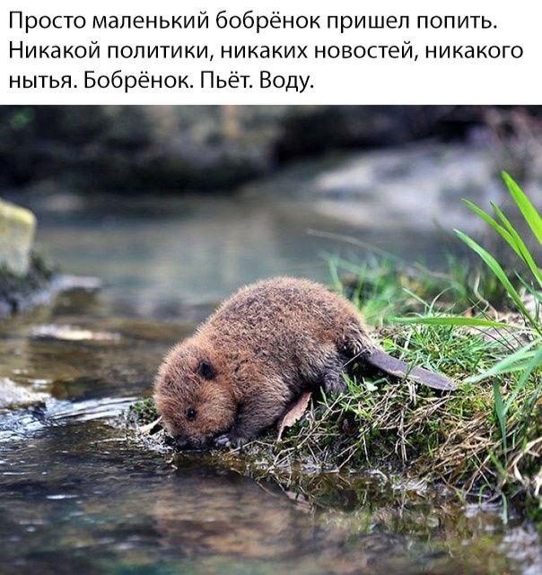 Юмор и шутки без смысловой нагрузки