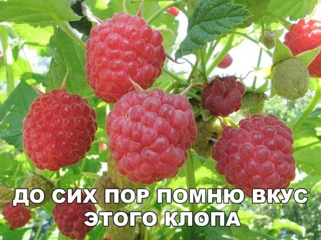 Юмор и шутки без смысловой нагрузки