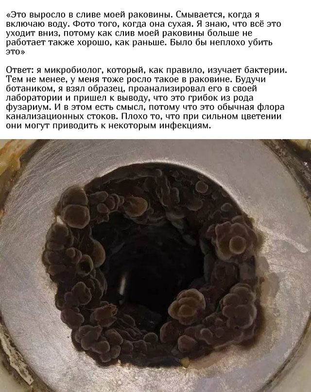 Люди спрашивают у пользователей сети: "Что это такое?"