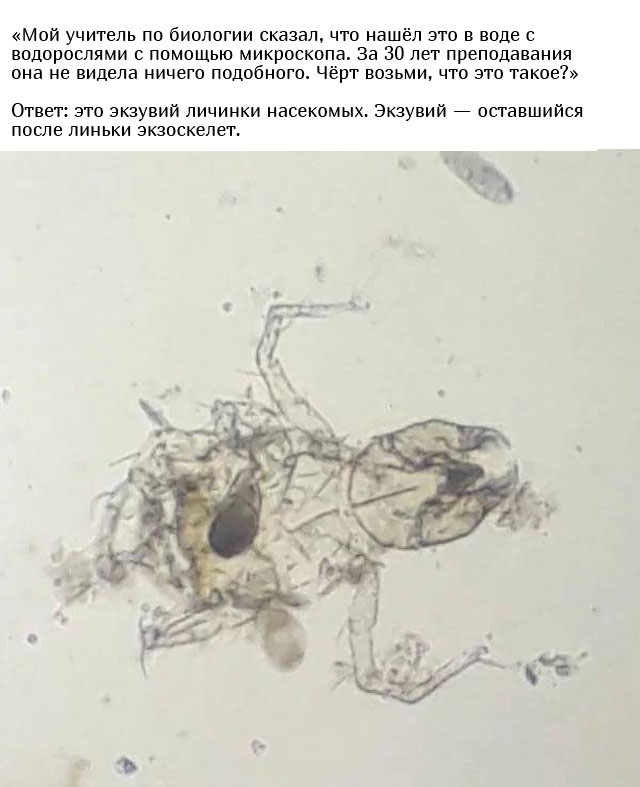 Люди спрашивают у пользователей сети: "Что это такое?"